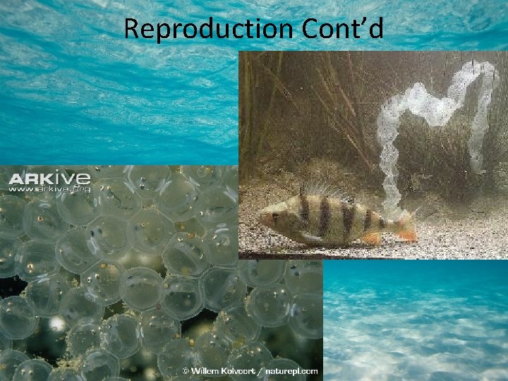 Reproduction Cont’d 