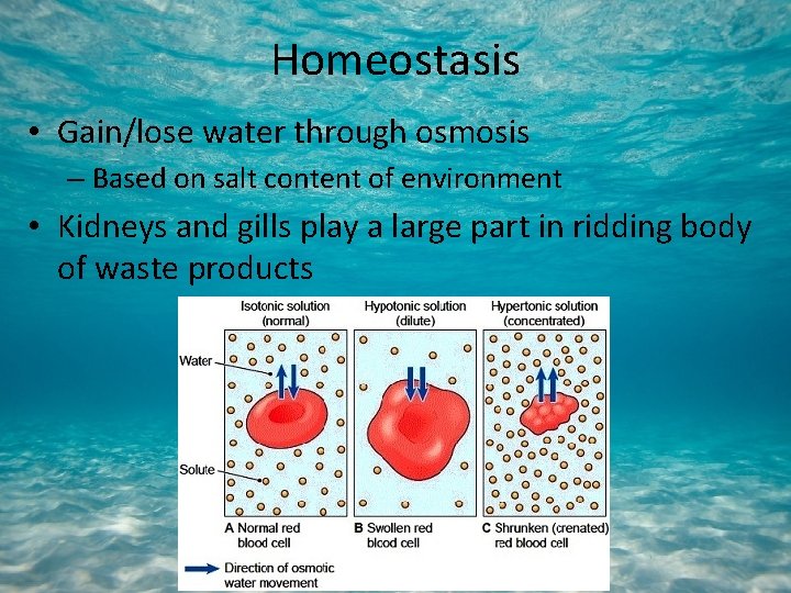 Homeostasis • Gain/lose water through osmosis – Based on salt content of environment •