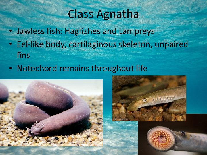 Class Agnatha • Jawless fish: Hagfishes and Lampreys • Eel-like body, cartilaginous skeleton, unpaired