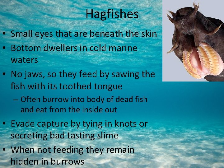 Hagfishes • Small eyes that are beneath the skin • Bottom dwellers in cold