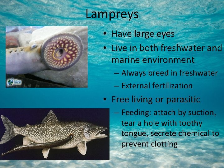 Lampreys • Have large eyes • Live in both freshwater and marine environment –