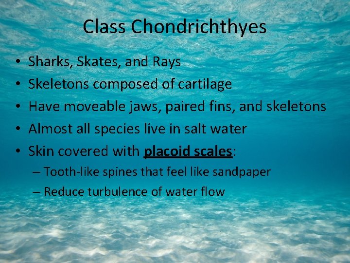 Class Chondrichthyes • • • Sharks, Skates, and Rays Skeletons composed of cartilage Have