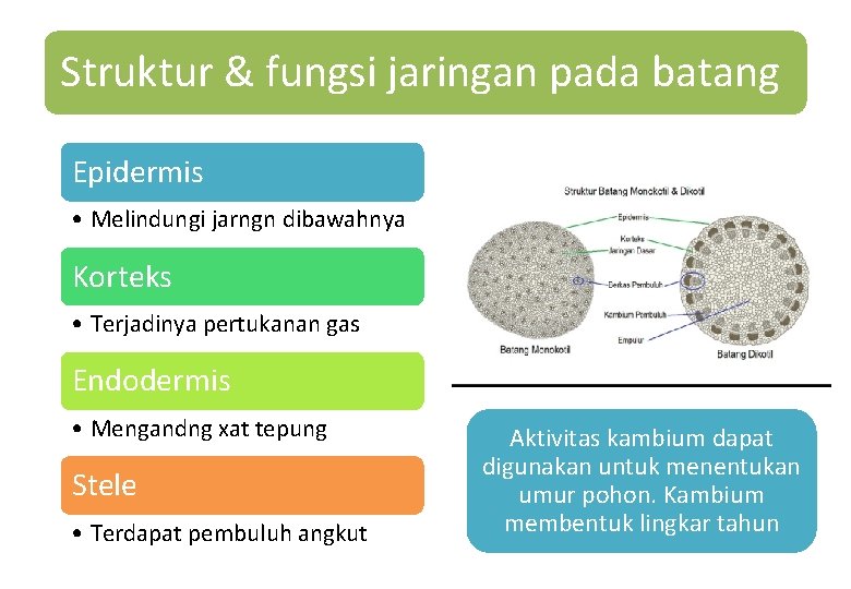 Struktur & fungsi jaringan pada batang Epidermis • Melindungi jarngn dibawahnya Korteks • Terjadinya Struktur & fungsi jaringan pada batang Epidermis • Melindungi jarngn dibawahnya Korteks • Terjadinya