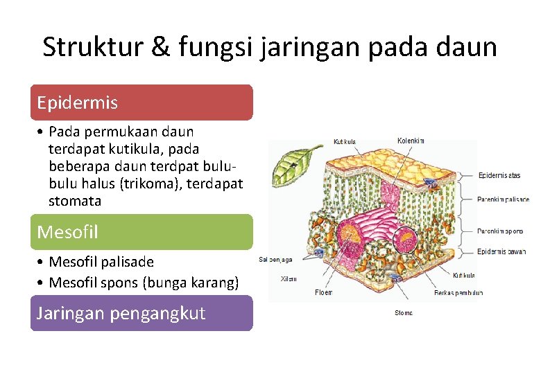 Struktur & fungsi jaringan pada daun Epidermis • Pada permukaan daun terdapat kutikula, pada Struktur & fungsi jaringan pada daun Epidermis • Pada permukaan daun terdapat kutikula, pada