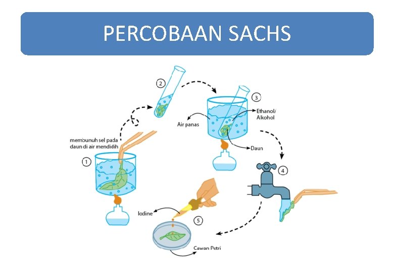 PERCOBAAN SACHS PERCOBAAN SACHS