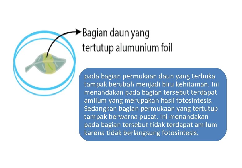 pada bagian permukaan daun yang terbuka tampak berubah menjadi biru kehitaman. Ini menandakan pada pada bagian permukaan daun yang terbuka tampak berubah menjadi biru kehitaman. Ini menandakan pada