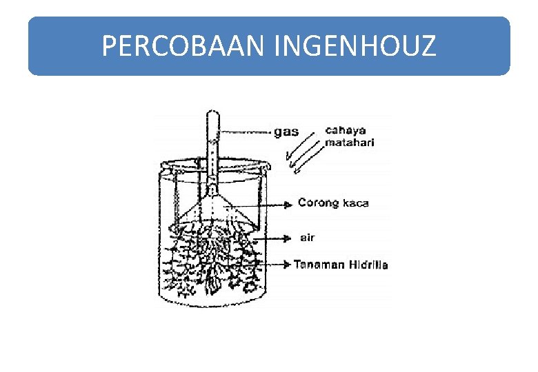PERCOBAAN INGENHOUZ PERCOBAAN INGENHOUZ