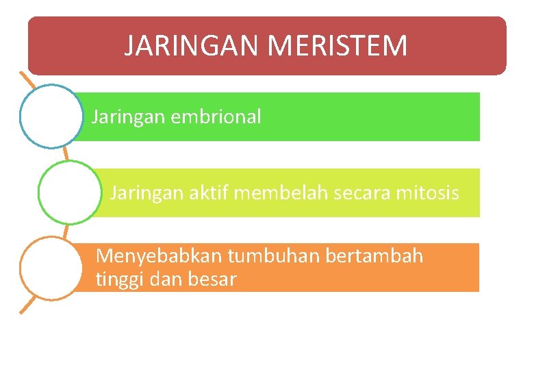JARINGAN MERISTEM Jaringan embrional Jaringan aktif membelah secara mitosis Menyebabkan tumbuhan bertambah tinggi dan JARINGAN MERISTEM Jaringan embrional Jaringan aktif membelah secara mitosis Menyebabkan tumbuhan bertambah tinggi dan