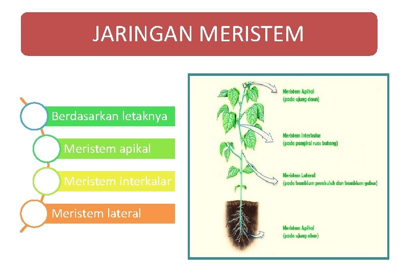 JARINGAN MERISTEM Berdasarkan letaknya Meristem apikal Meristem interkalar Meristem lateral JARINGAN MERISTEM Berdasarkan letaknya Meristem apikal Meristem interkalar Meristem lateral