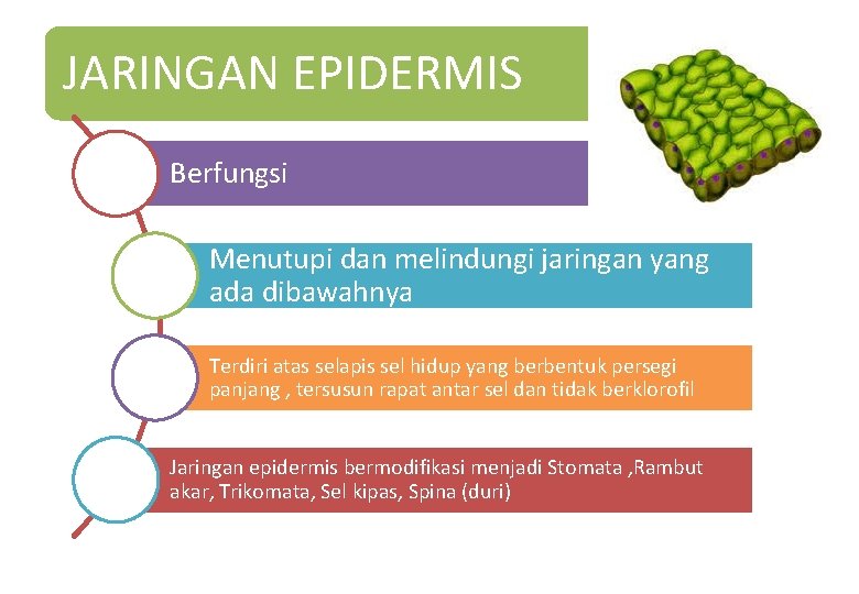 JARINGAN EPIDERMIS Berfungsi Menutupi dan melindungi jaringan yang ada dibawahnya Terdiri atas selapis sel JARINGAN EPIDERMIS Berfungsi Menutupi dan melindungi jaringan yang ada dibawahnya Terdiri atas selapis sel