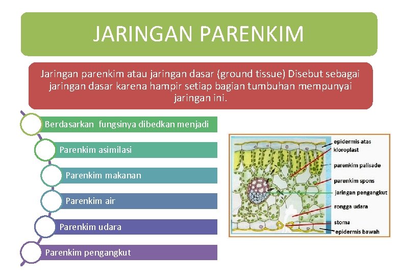 JARINGAN PARENKIM Jaringan parenkim atau jaringan dasar (ground tissue) Disebut sebagai jaringan dasar karena JARINGAN PARENKIM Jaringan parenkim atau jaringan dasar (ground tissue) Disebut sebagai jaringan dasar karena