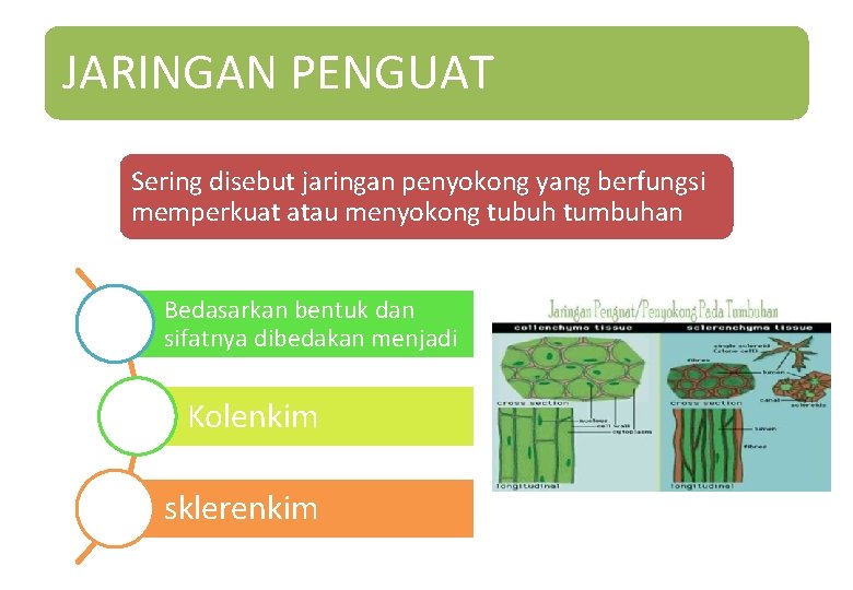 JARINGAN PENGUAT Sering disebut jaringan penyokong yang berfungsi memperkuat atau menyokong tubuh tumbuhan Bedasarkan JARINGAN PENGUAT Sering disebut jaringan penyokong yang berfungsi memperkuat atau menyokong tubuh tumbuhan Bedasarkan
