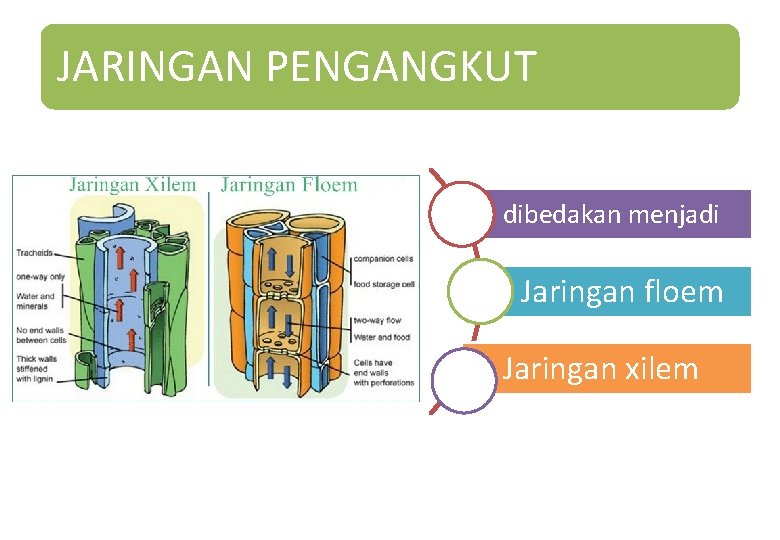 JARINGAN PENGANGKUT dibedakan menjadi Jaringan floem Jaringan xilem JARINGAN PENGANGKUT dibedakan menjadi Jaringan floem Jaringan xilem