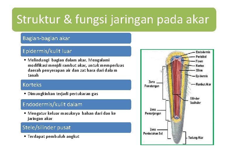Struktur & fungsi jaringan pada akar Bagian-bagian akar Epidermis/kulit luar • Melindungi bagian dalam Struktur & fungsi jaringan pada akar Bagian-bagian akar Epidermis/kulit luar • Melindungi bagian dalam