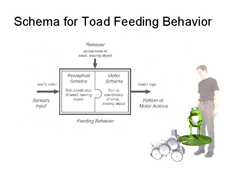 Schema for Toad Feeding Behavior 