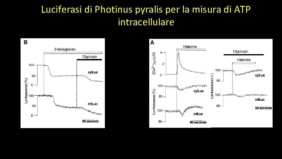 Luciferasi di Photinus pyralis per la misura di ATP intracellulare 