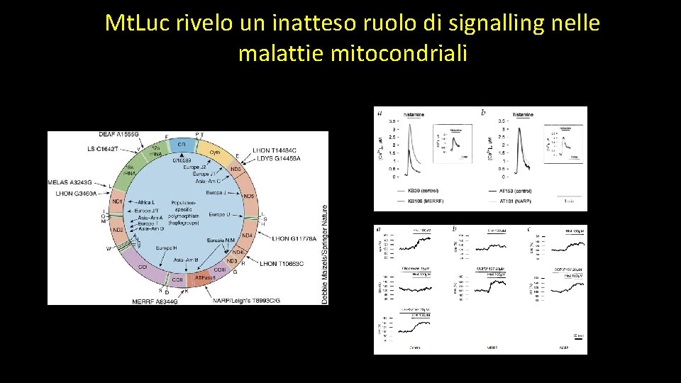 Mt. Luc rivelo un inatteso ruolo di signalling nelle malattie mitocondriali 