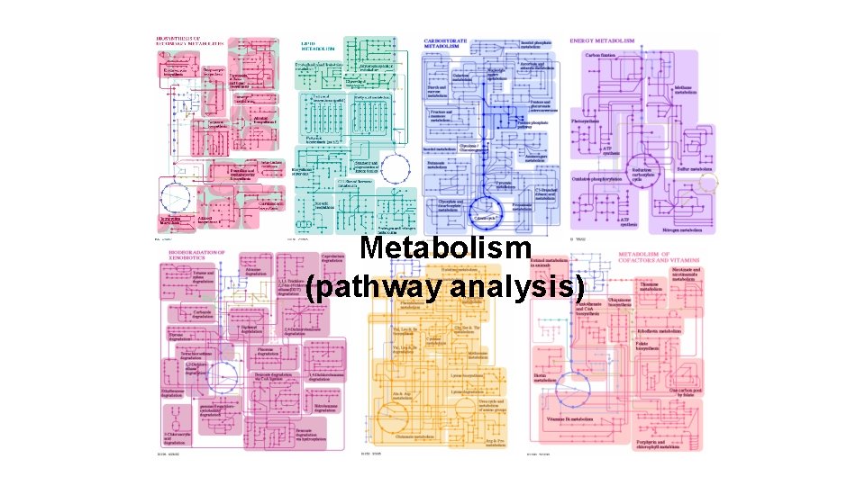 Metabolism (pathway analysis) 