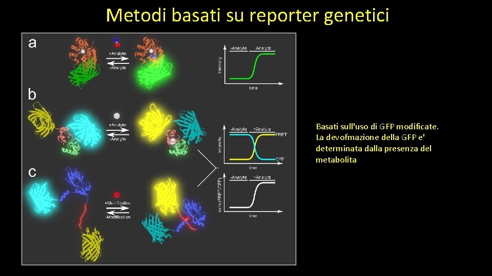 Metodi basati su reporter genetici Basati sull'uso di GFP modificate. La devofmazione della GFP