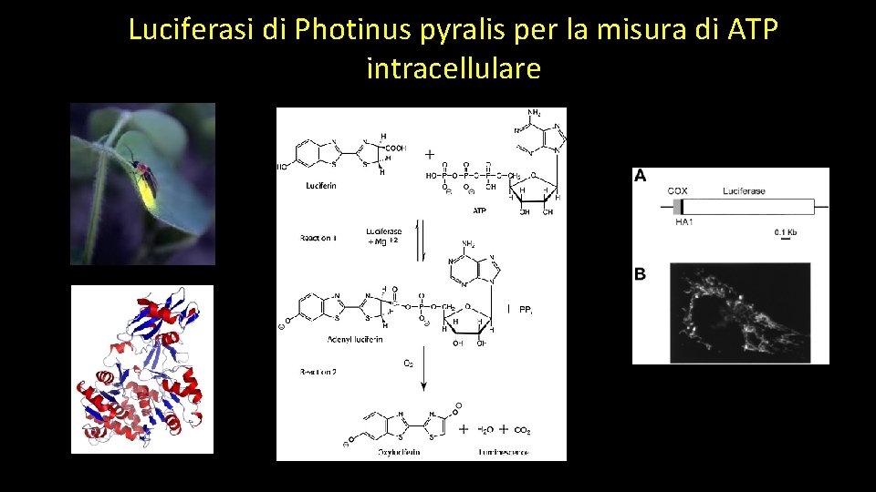 Luciferasi di Photinus pyralis per la misura di ATP intracellulare 