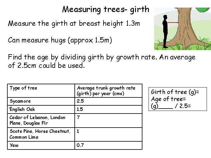 Measuring trees- girth Measure the girth at breast height 1. 3 m Can measure