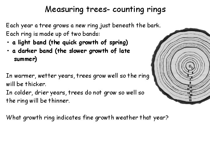 Measuring trees- counting rings Each year a tree grows a new ring just beneath