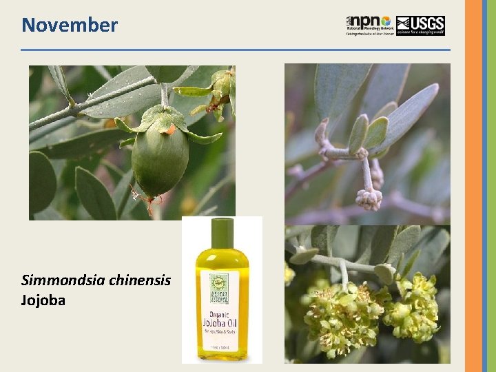 November Simmondsia chinensis Jojoba 