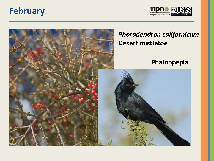 February Phoradendron californicum Desert mistletoe Phainopepla 