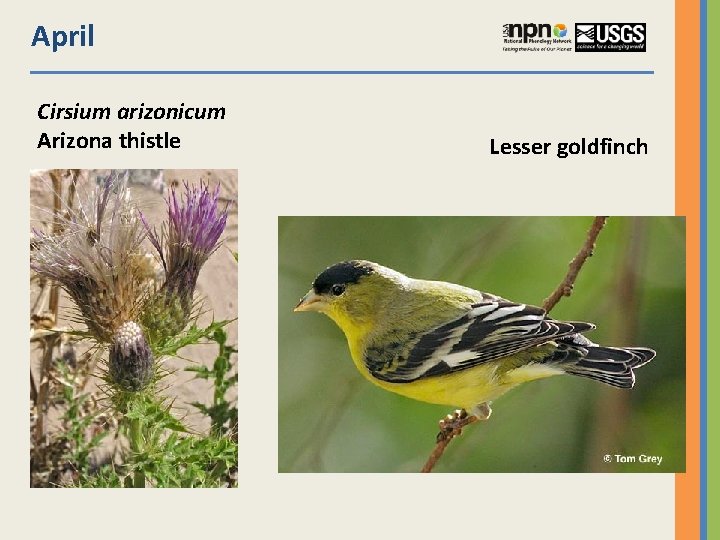 April Cirsium arizonicum Arizona thistle Lesser goldfinch 