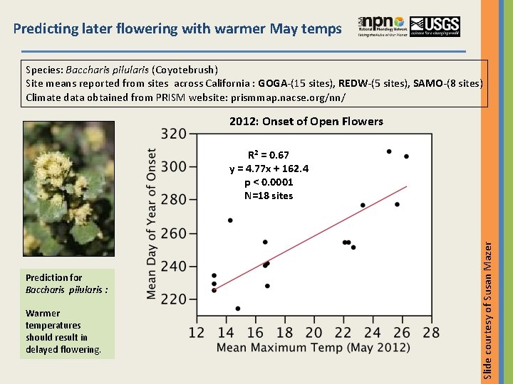 Predicting later flowering with warmer May temps Species: Baccharis pilularis (Coyotebrush) Site means reported