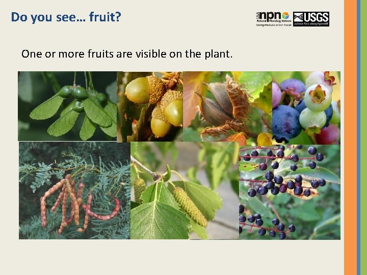Do you see… fruit? One or more fruits are visible on the plant. 