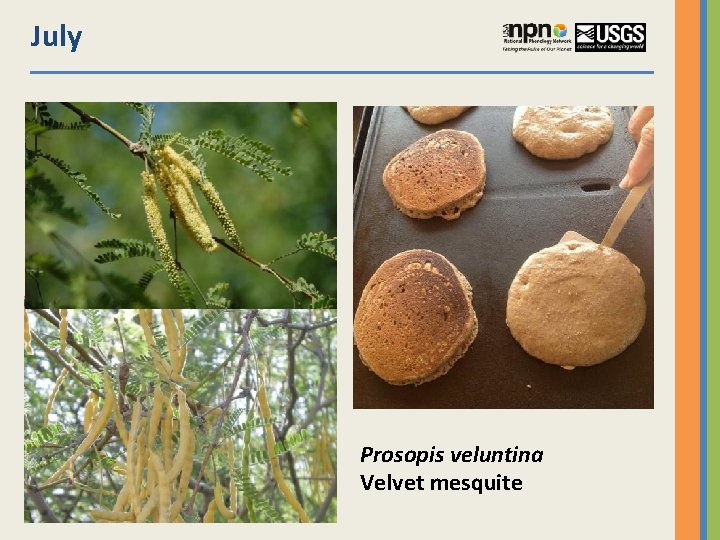 July Prosopis veluntina Velvet mesquite 
