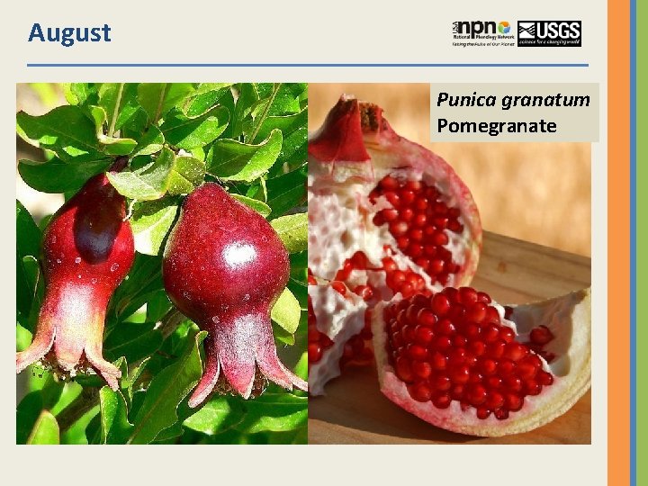 August Punica granatum Pomegranate 