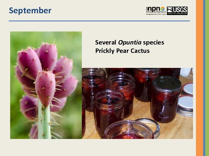 September Several Opuntia species Prickly Pear Cactus 