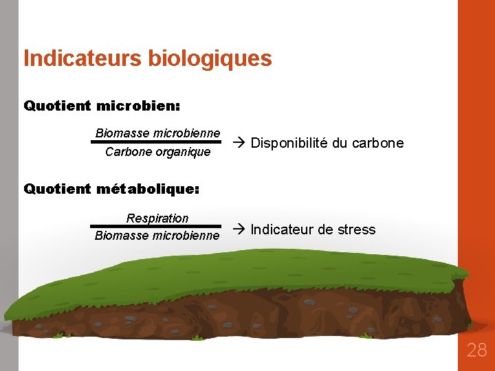 Indicateurs biologiques Quotient microbien: Biomasse microbienne Carbone organique Disponibilité du carbone Quotient métabolique: Respiration