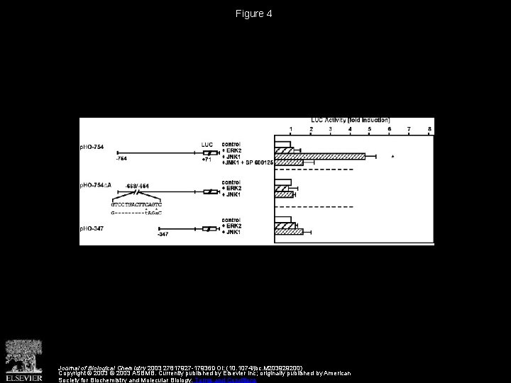 Figure 4 Journal of Biological Chemistry 2003 27817927 -17936 DOI: (10. 1074/jbc. M 203929200)