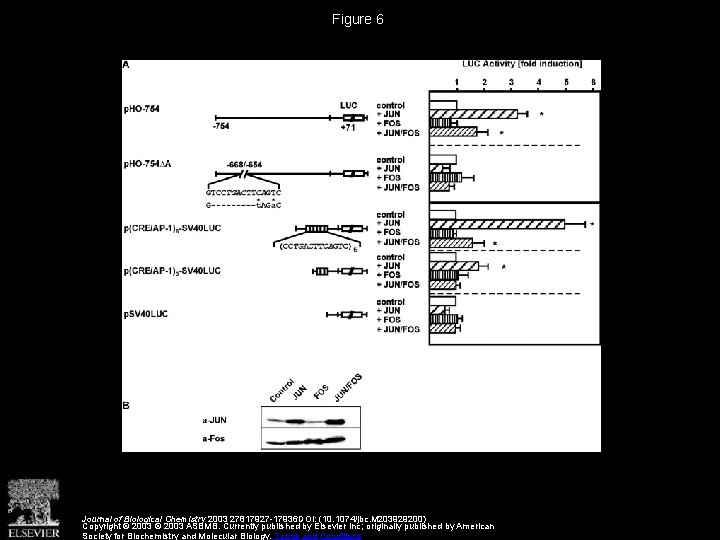 Figure 6 Journal of Biological Chemistry 2003 27817927 -17936 DOI: (10. 1074/jbc. M 203929200)