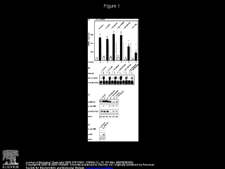 Figure 1 Journal of Biological Chemistry 2003 27817927 -17936 DOI: (10. 1074/jbc. M 203929200)