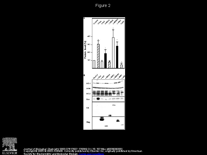 Figure 2 Journal of Biological Chemistry 2003 27817927 -17936 DOI: (10. 1074/jbc. M 203929200)