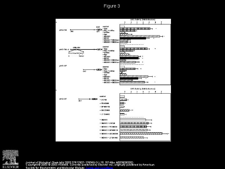 Figure 3 Journal of Biological Chemistry 2003 27817927 -17936 DOI: (10. 1074/jbc. M 203929200)