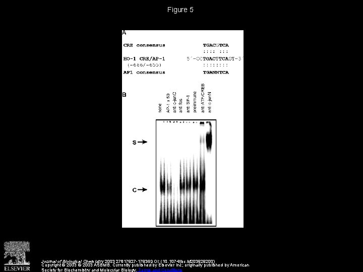 Figure 5 Journal of Biological Chemistry 2003 27817927 -17936 DOI: (10. 1074/jbc. M 203929200)