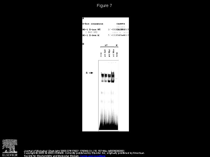 Figure 7 Journal of Biological Chemistry 2003 27817927 -17936 DOI: (10. 1074/jbc. M 203929200)