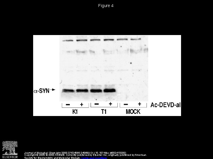 Figure 4 Journal of Biological Chemistry 2000 27524065 -24069 DOI: (10. 1074/jbc. M 002413200)