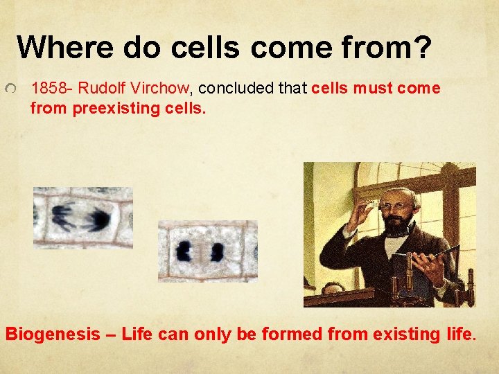 Where do cells come from? 1858 - Rudolf Virchow, concluded that cells must come