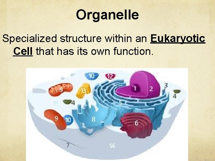 Organelle Specialized structure within an Eukaryotic Cell that has its own function. 