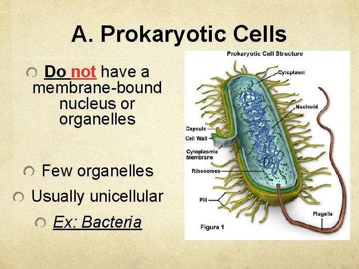 A. Prokaryotic Cells Do not have a membrane-bound nucleus or organelles Few organelles Usually