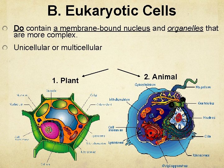 B. Eukaryotic Cells Do contain a membrane-bound nucleus and organelles that are more complex.