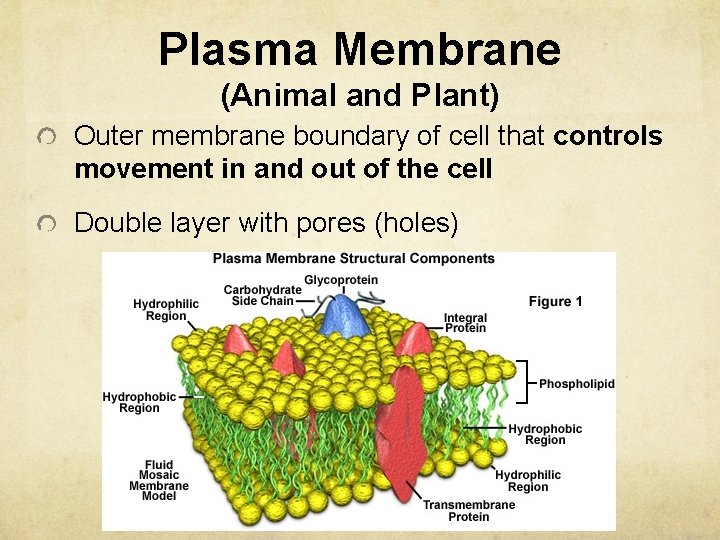 Plasma Membrane (Animal and Plant) Outer membrane boundary of cell that controls movement in