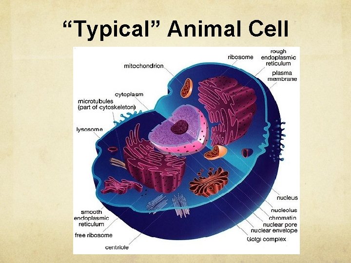 “Typical” Animal Cell 