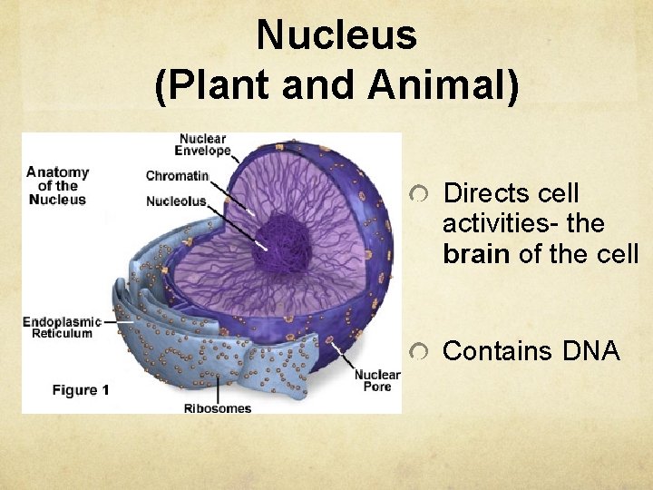 Nucleus (Plant and Animal) Directs cell activities- the brain of the cell Contains DNA